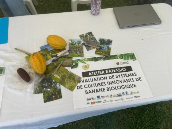 Rencontres interprofessionnels de la banane.© Inès Feron, Cirad.jpg